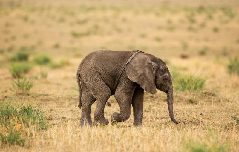 A baby elephant walks across a dry savannah. 