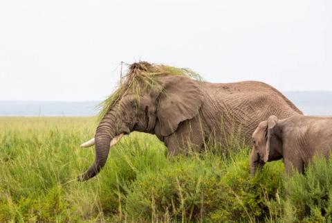 In Amboseli an adult male elephant in musth places a clod of “elephant grass” on his head.