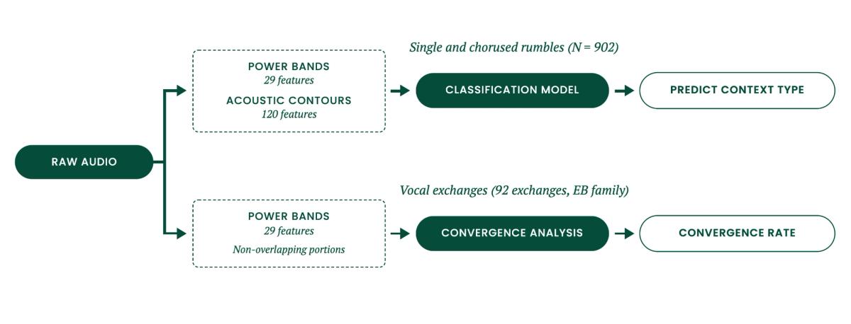 Flowchart showing two raw audio analysis pipelines: one uses power bands and acoustic contours for a classification model to predict context type for rumbles; the other uses power bands for convergence analysis to determine convergence rate for vocal exchanges.
