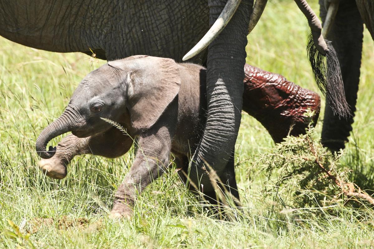 A baby elephant is born in the Maasai Mara.