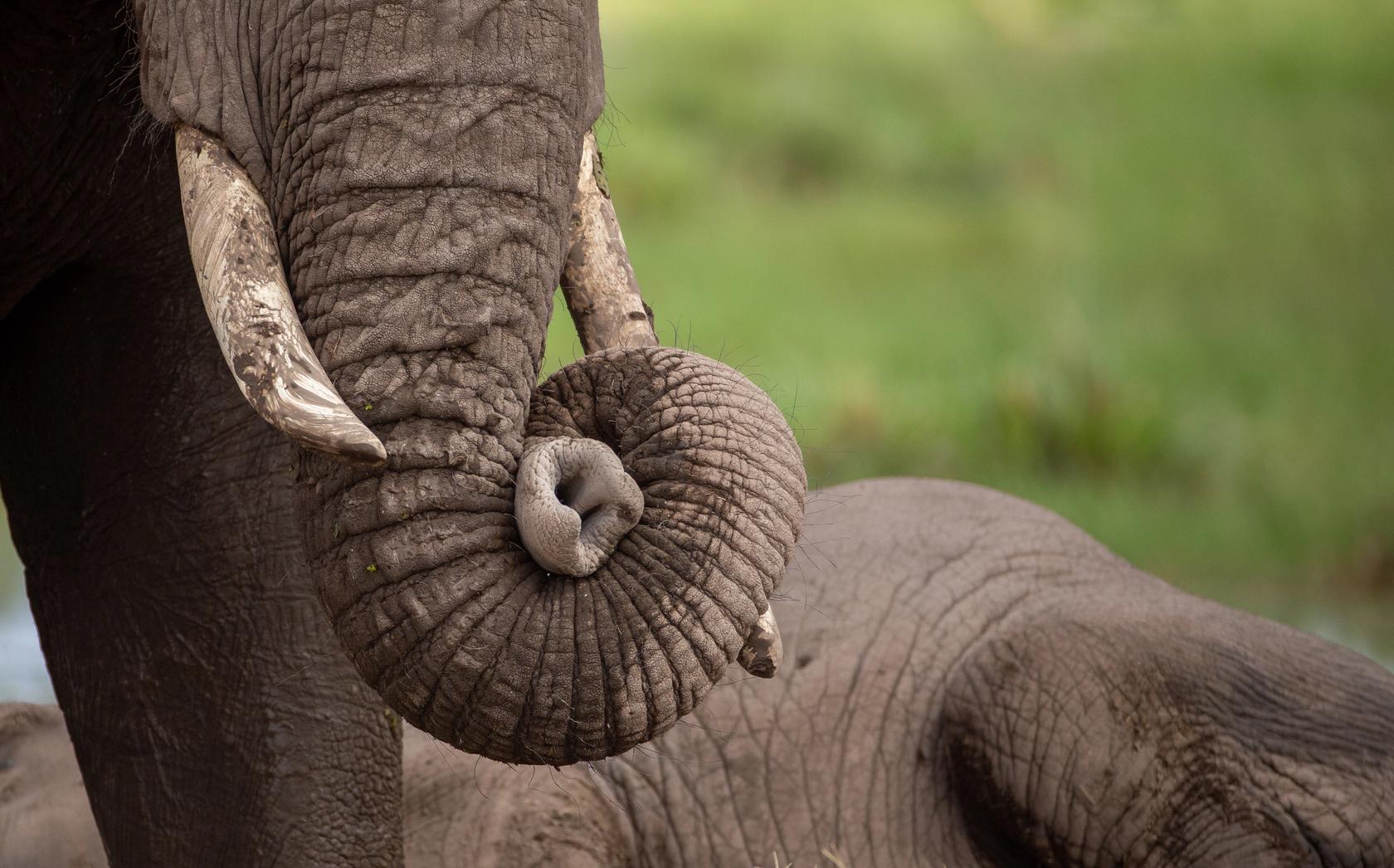 An elephant's tusk and curled trunk, with another elephant lying in the background.