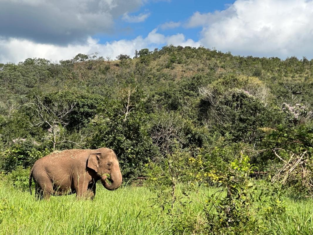Asian Elephant grazing in a green field with a dense forest behind it at Elephant Sanctuary Brazil.