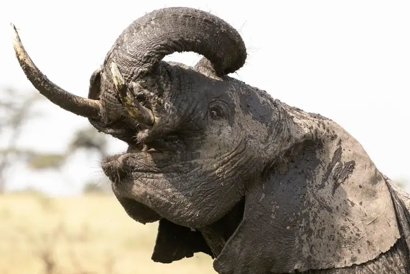 Mud-covered elephant with its trunk raised high.