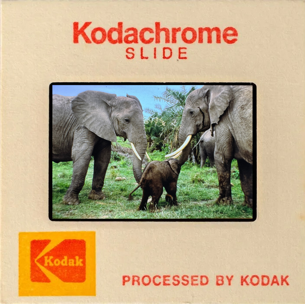 Kodachrome slide showing two adult elephants with tusks and a baby elephant standing in a grassy field.