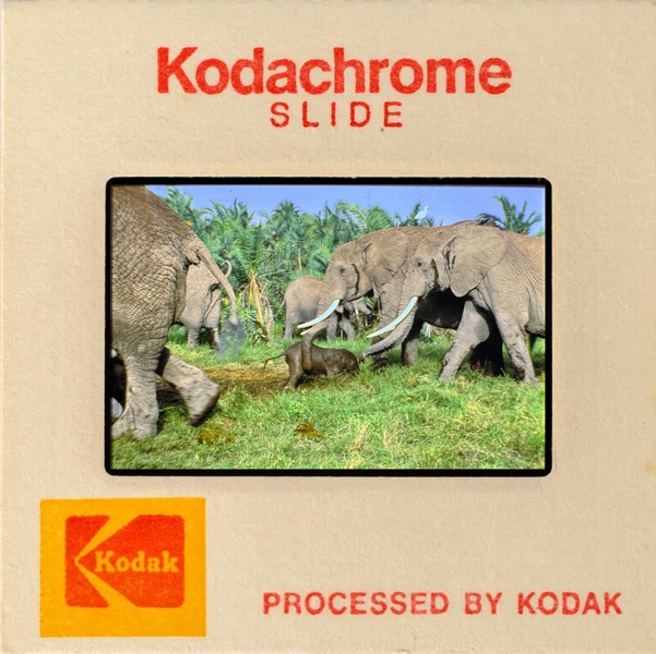 A Kodachrome slide depicting a family of elephants with a baby in a lush, green environment. The slide mount is labeled "Kodachrome SLIDE" and "PROCESSED BY KODAK" with the Kodak logo.