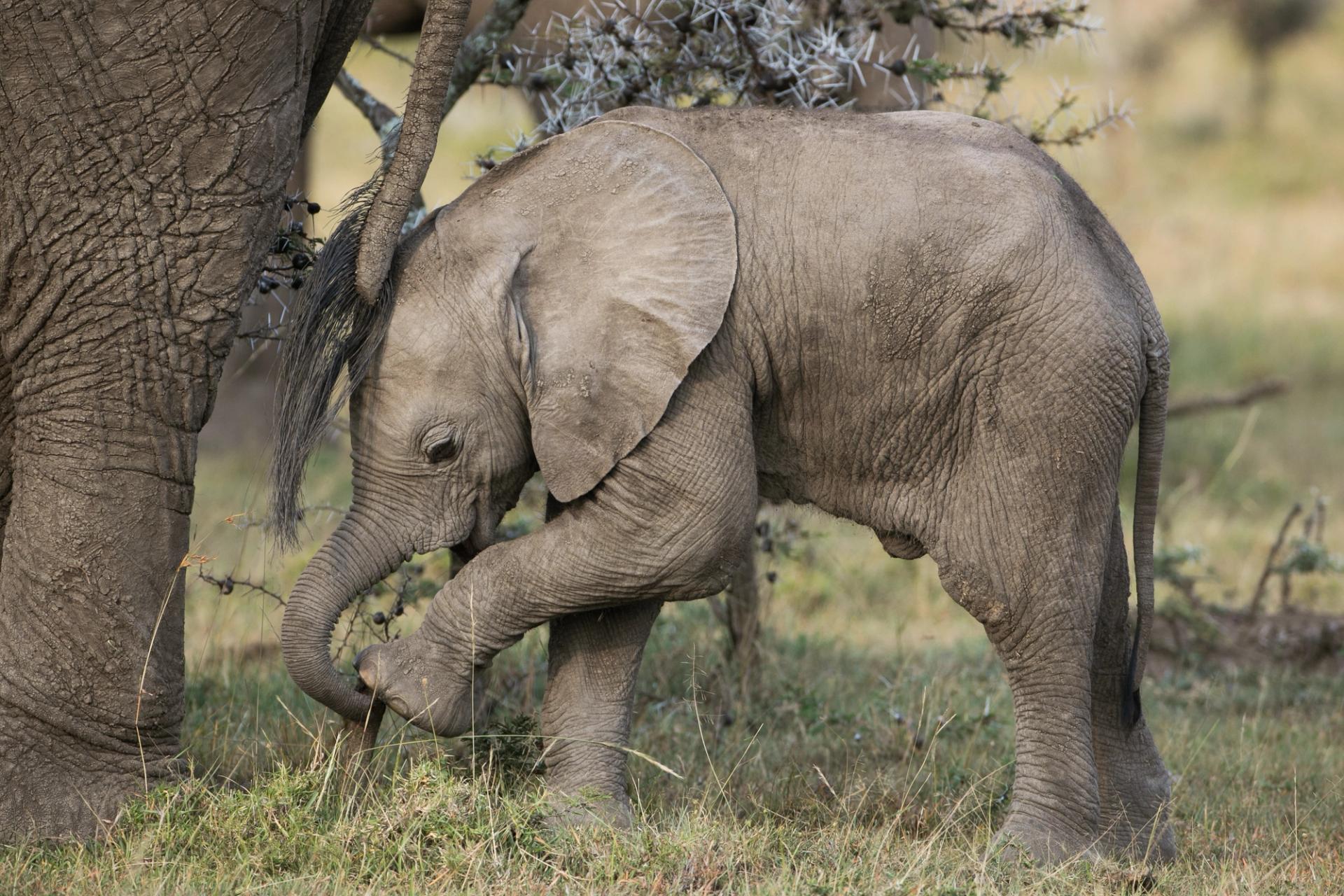 A young elephant stands next to an adult elephant, with its trunk touching the grassy ground.