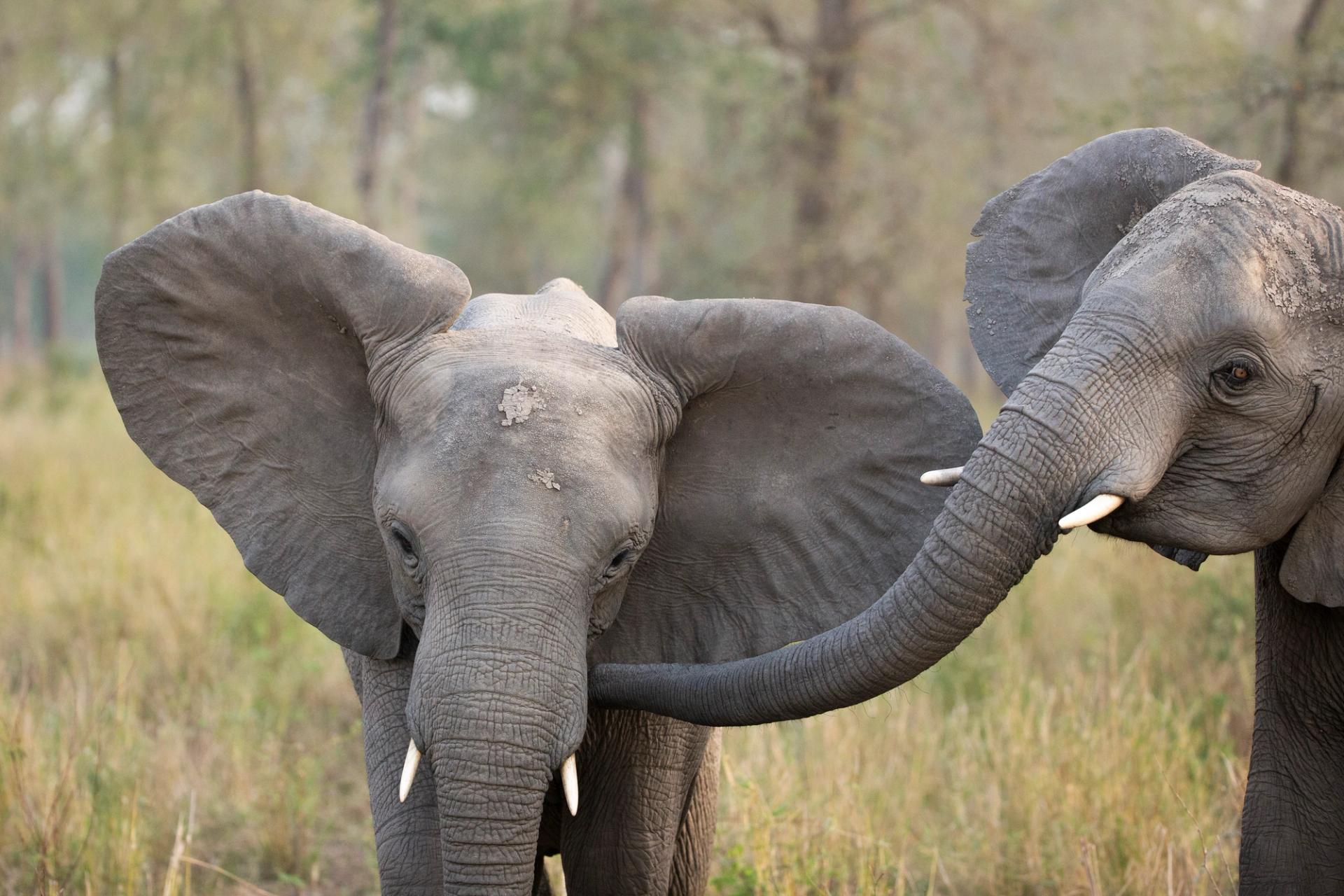 Two elephants interacting, one touching the other with its trunk in a grassy field.