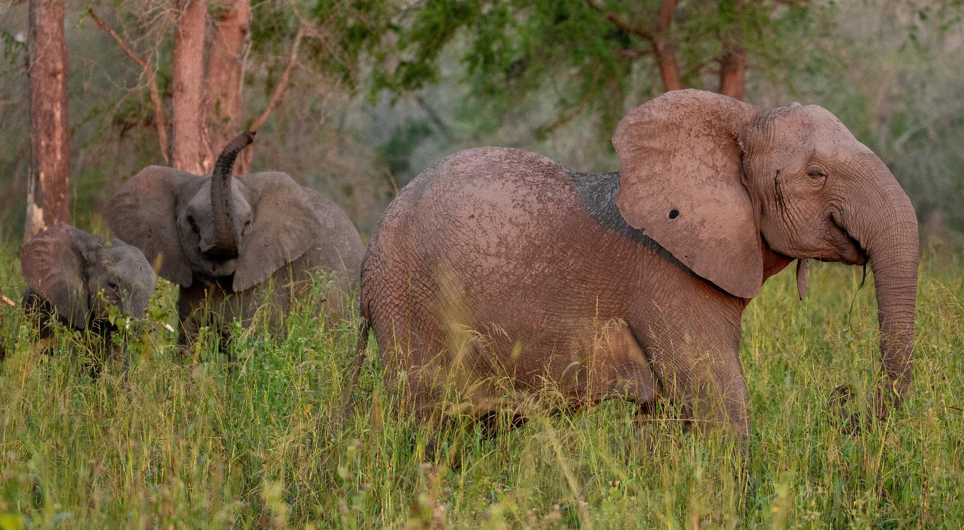A large elephant and two smaller elephants walk through tall green grass.