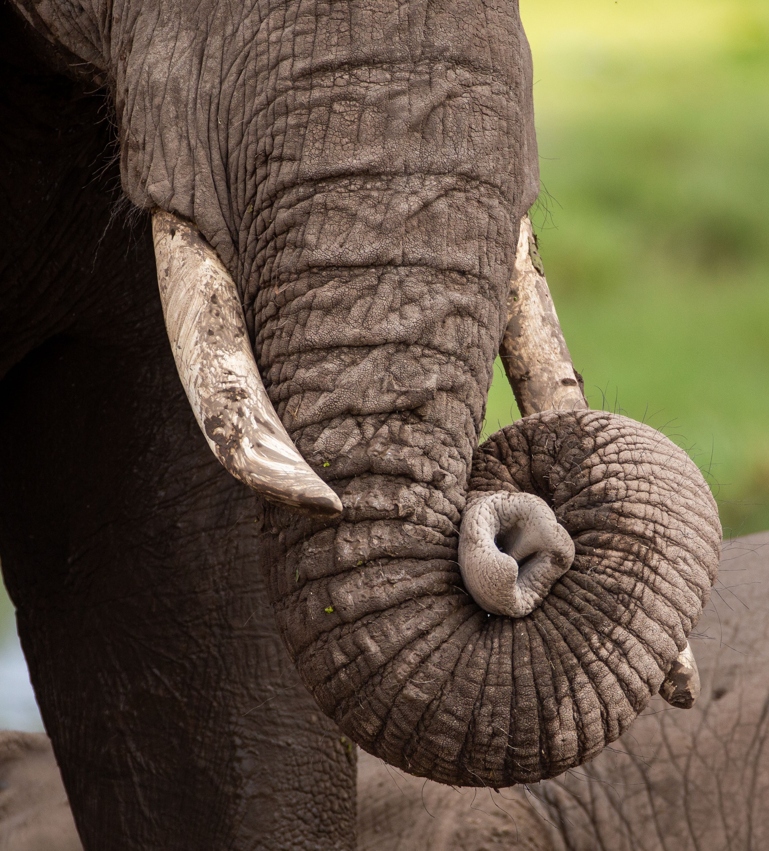 The Trunk as a Tactile Organ
