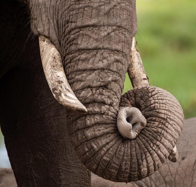 The Trunk as a Tactile Organ
