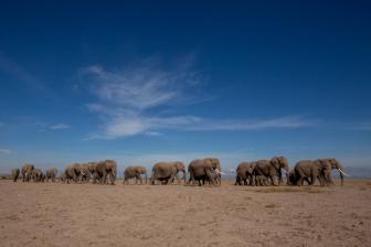 A family of elephants, including a baby, crosses a grassy savanna with snow-capped Mount Kilimanjaro in the background.