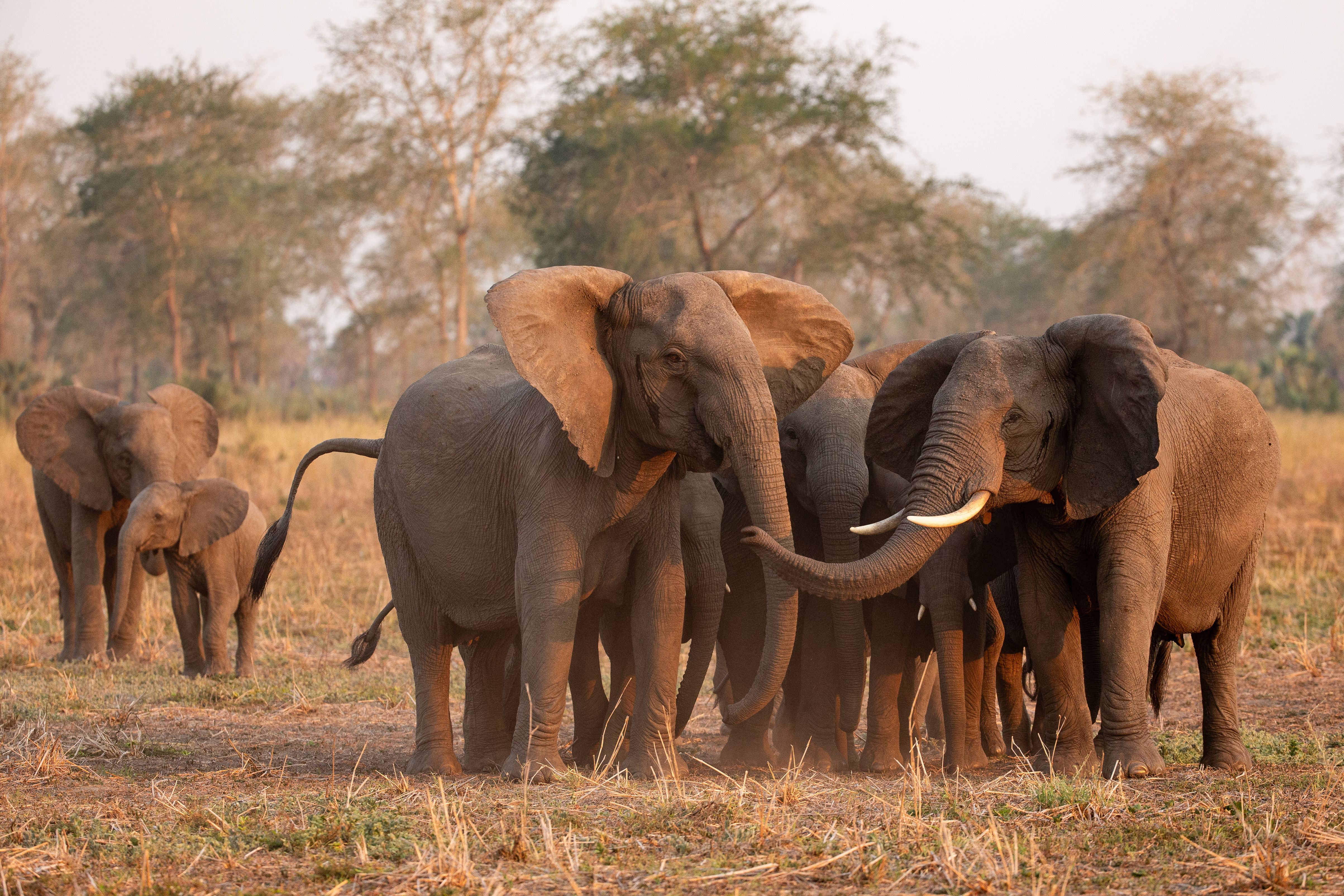 A family of elephants, including adults and a calf, vocalizing in a grassy savanna.