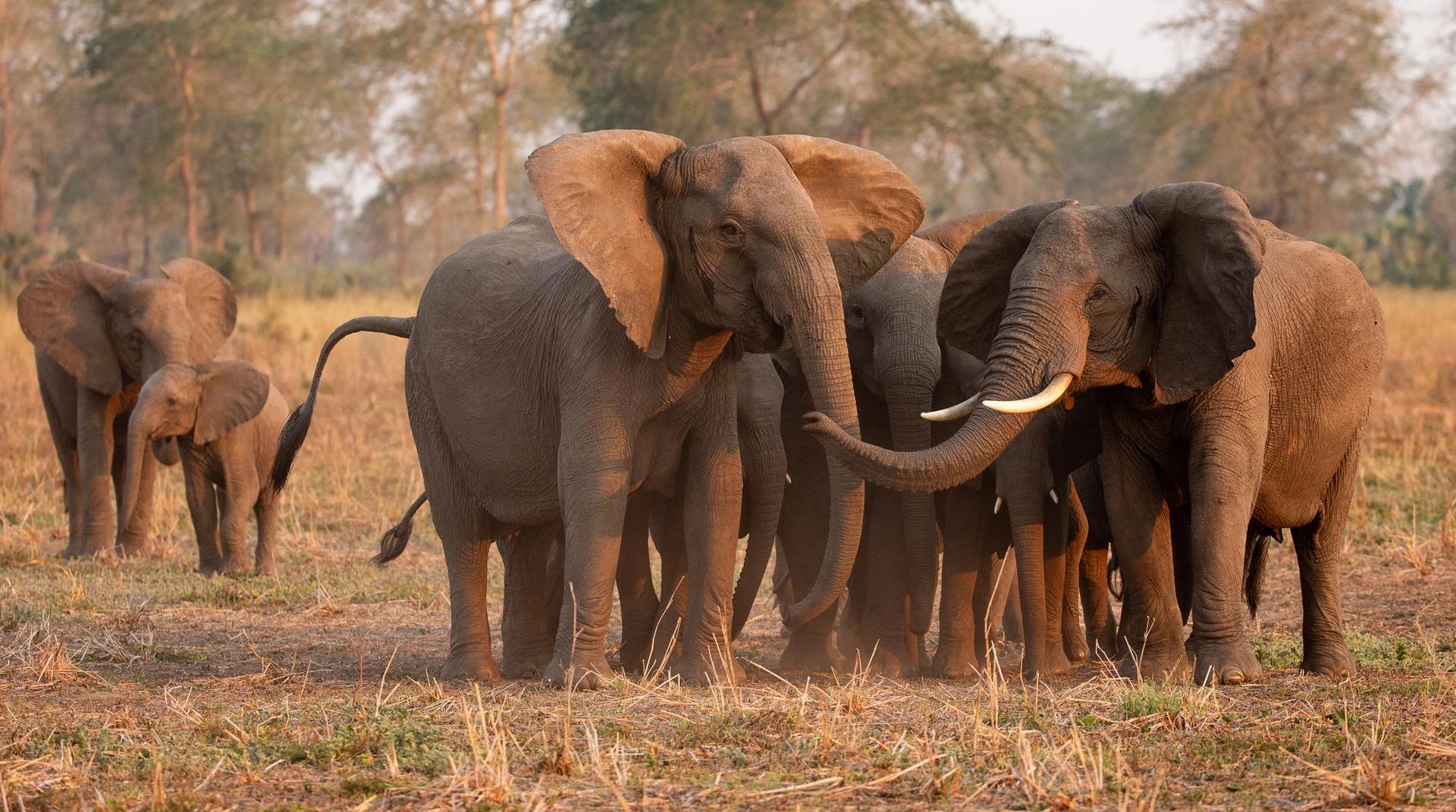 A family of elephants, including adults and a calf, vocalizing in a grassy savanna.