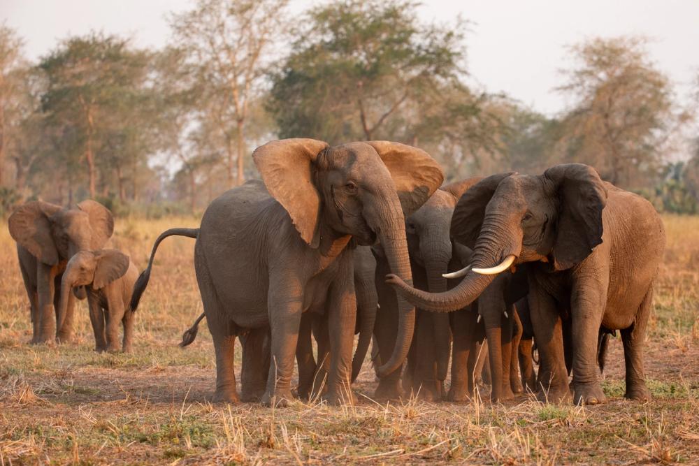 A herd of elephants, including a calf, in a sunlit, dry savanna.