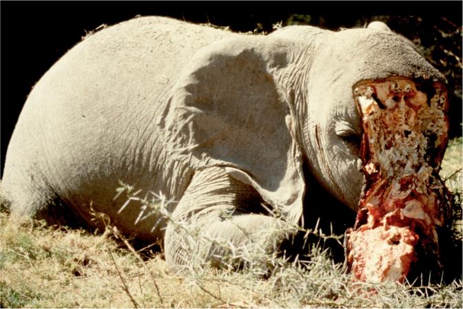 Ivory Poaching