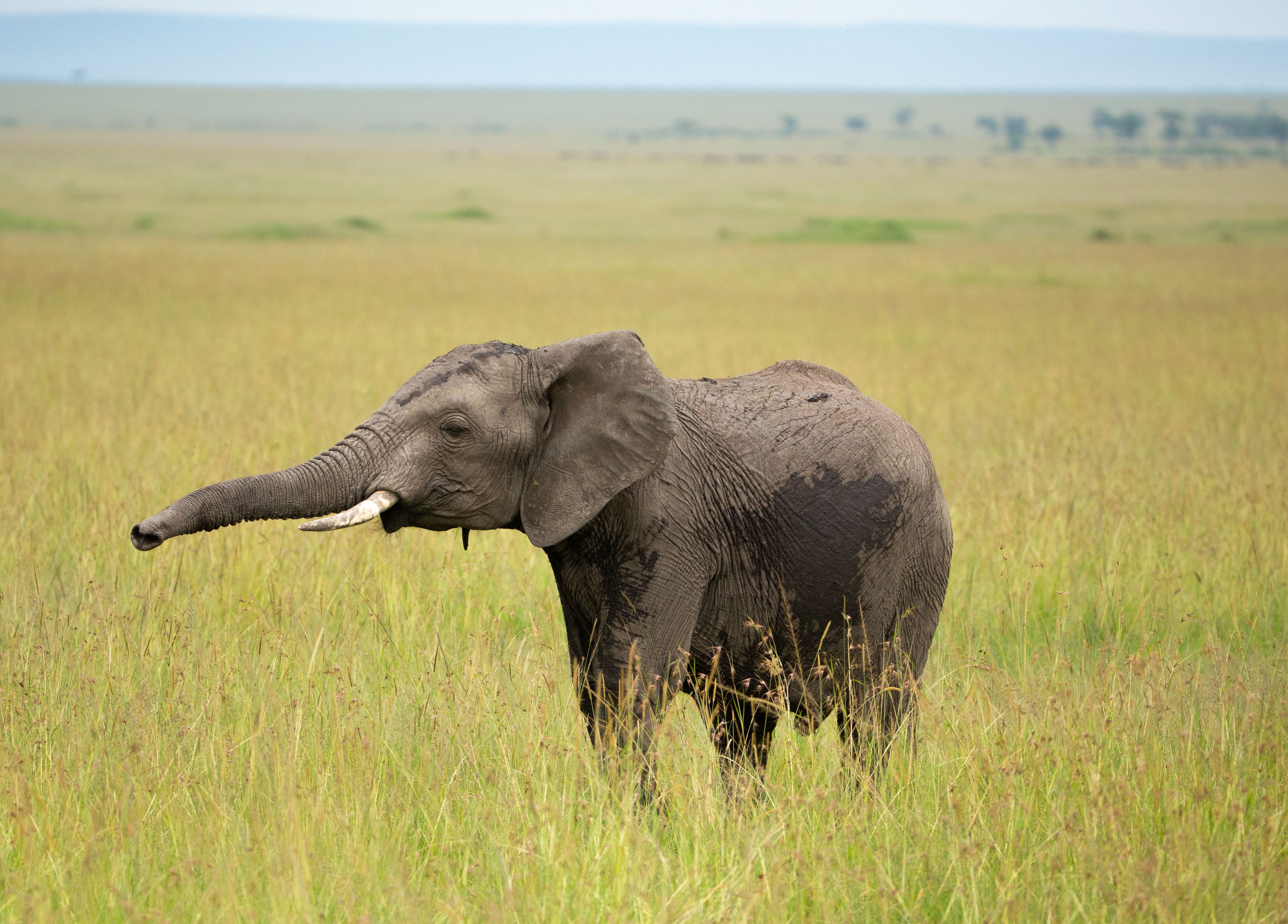 Do elephants point? Elephant standing in a grassy field with its trunk extended.