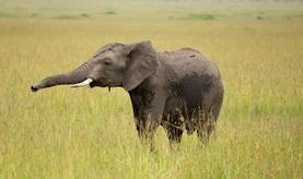 Do elephants point? Elephant standing in a grassy field with its trunk extended.