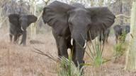 Gorongosa elephants group charge our vehicle