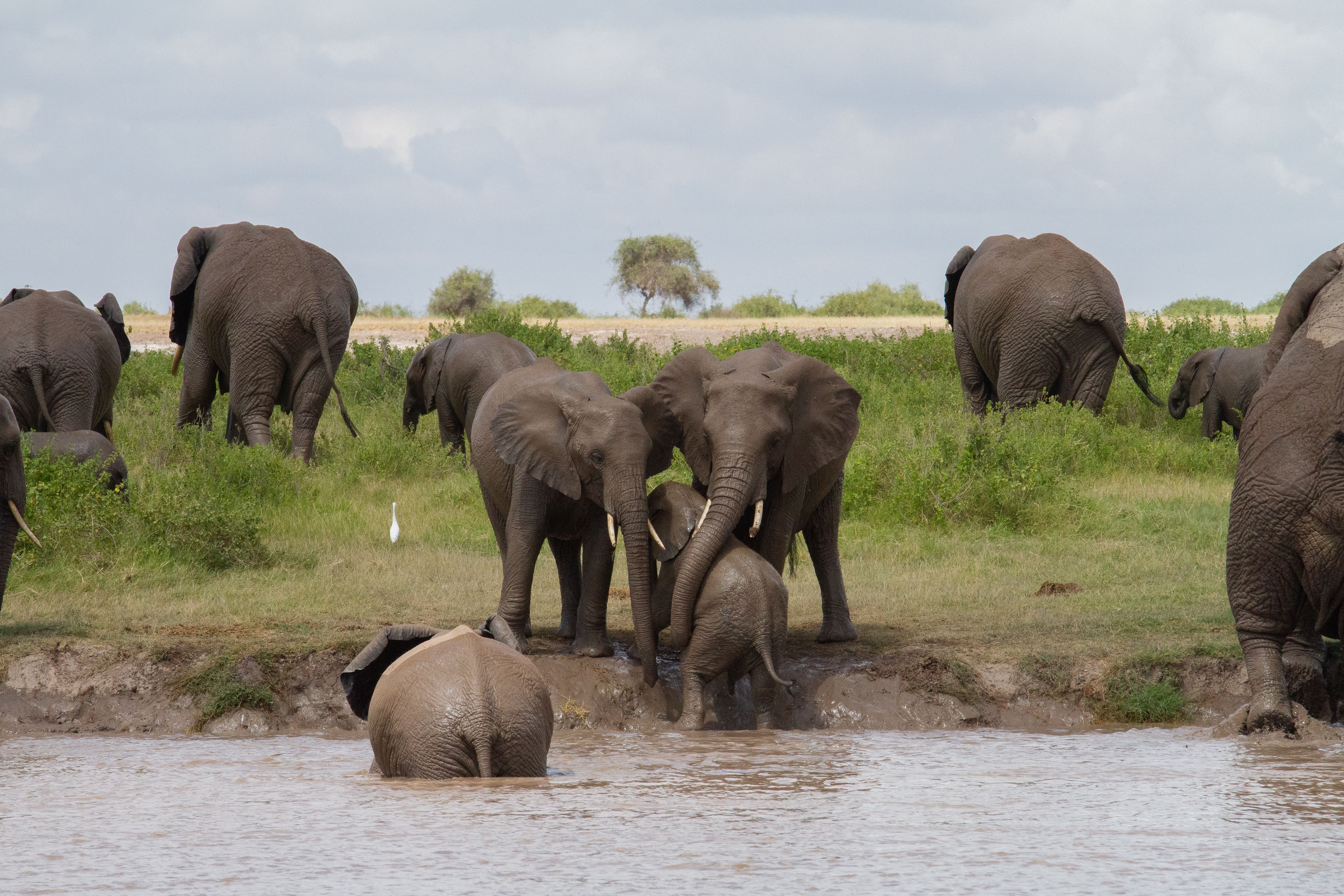 A herd of elephants, including adults and calves, at a muddy riverbank with some entering or in the water.