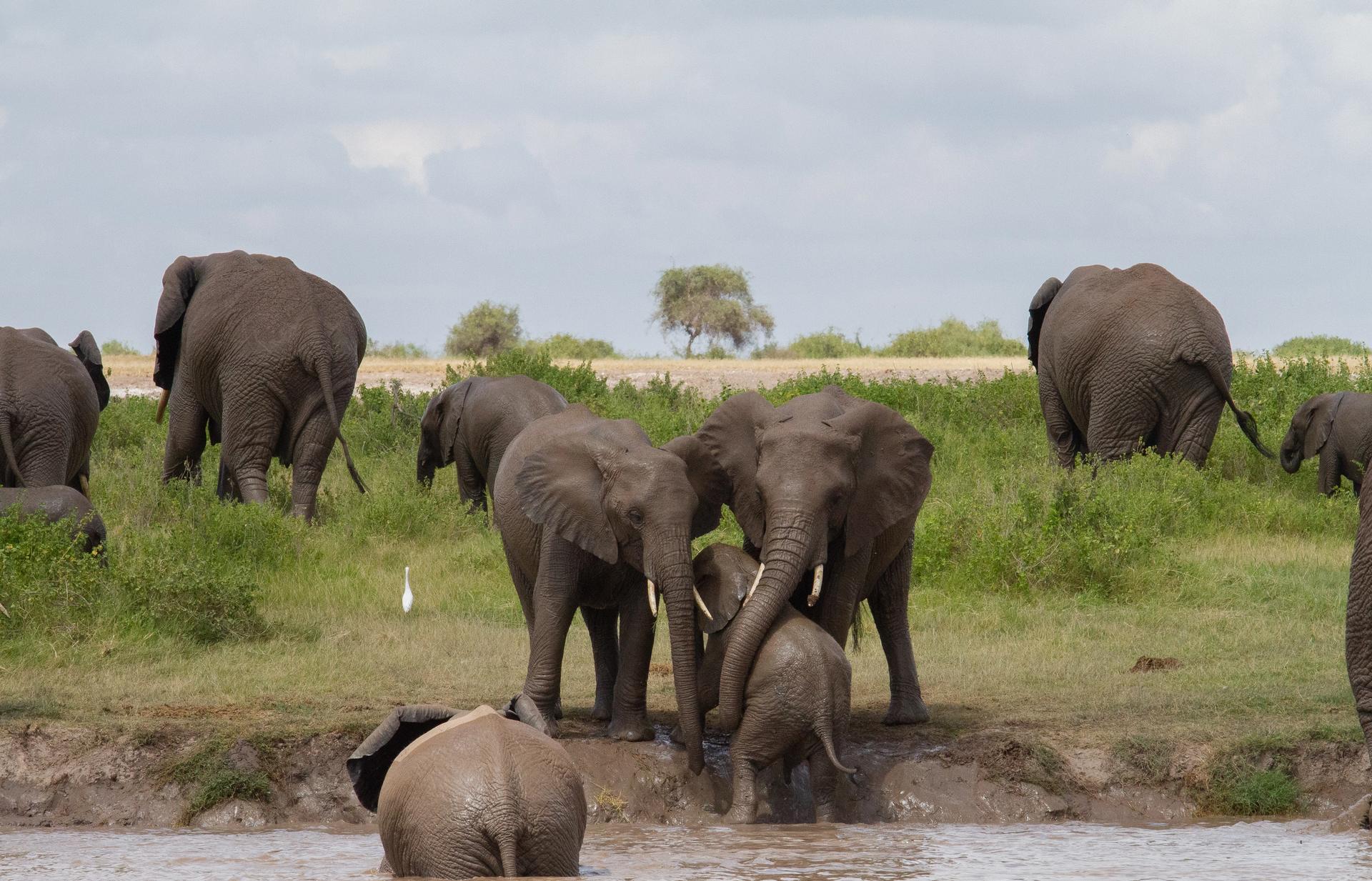 A herd of elephants, including adults and calves, at a muddy riverbank with some entering or in the water.