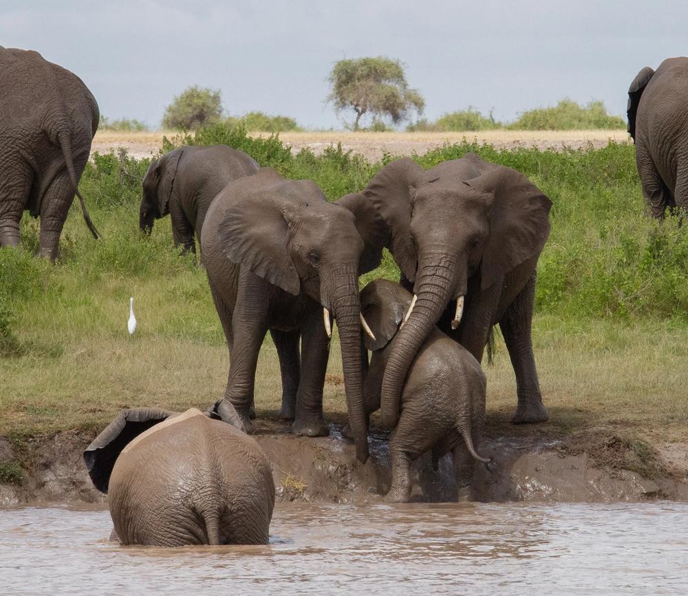 A herd of elephants, including adults and calves, at a muddy watering hole.