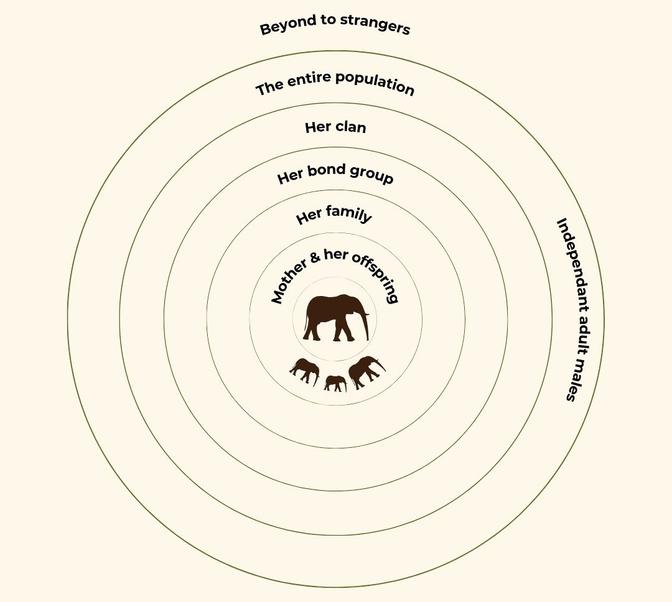 Elephants' Multi-Tiered Social Structure