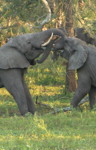 Two elephants with intertwined trunks, one with tusks, in a green, wooded landscape.
