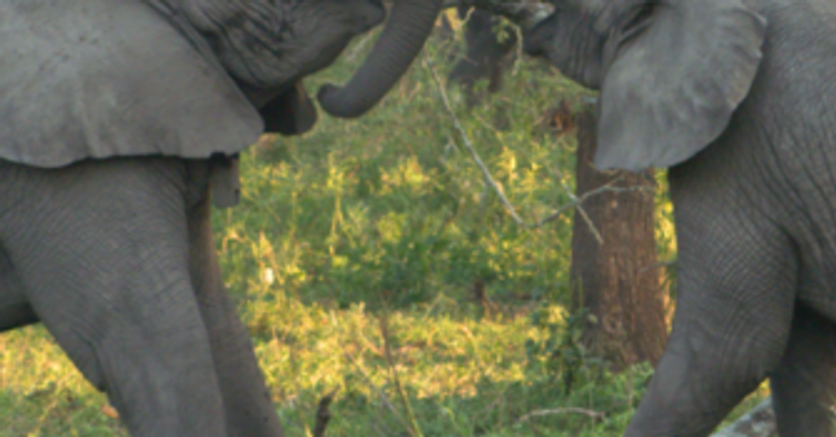 Explore The Elephant Ethogram