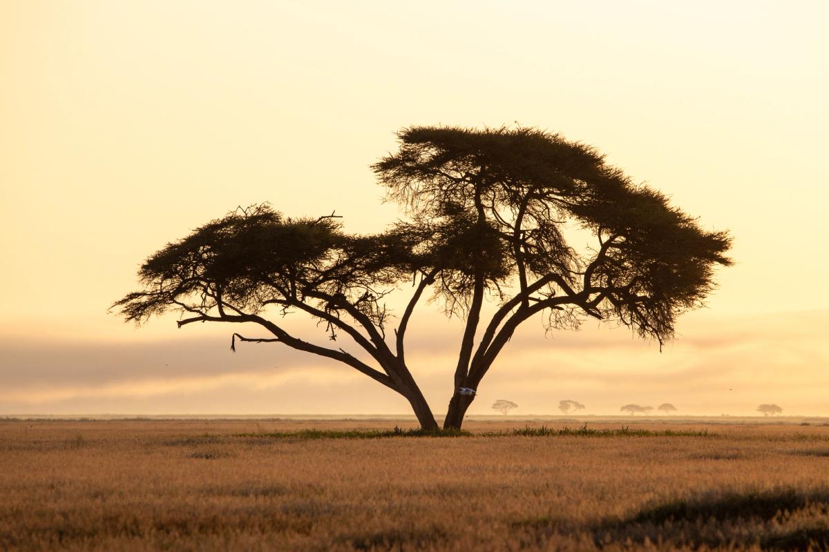 Acacia tree silhouetted against a golden sunrise sky over a grassy plain.