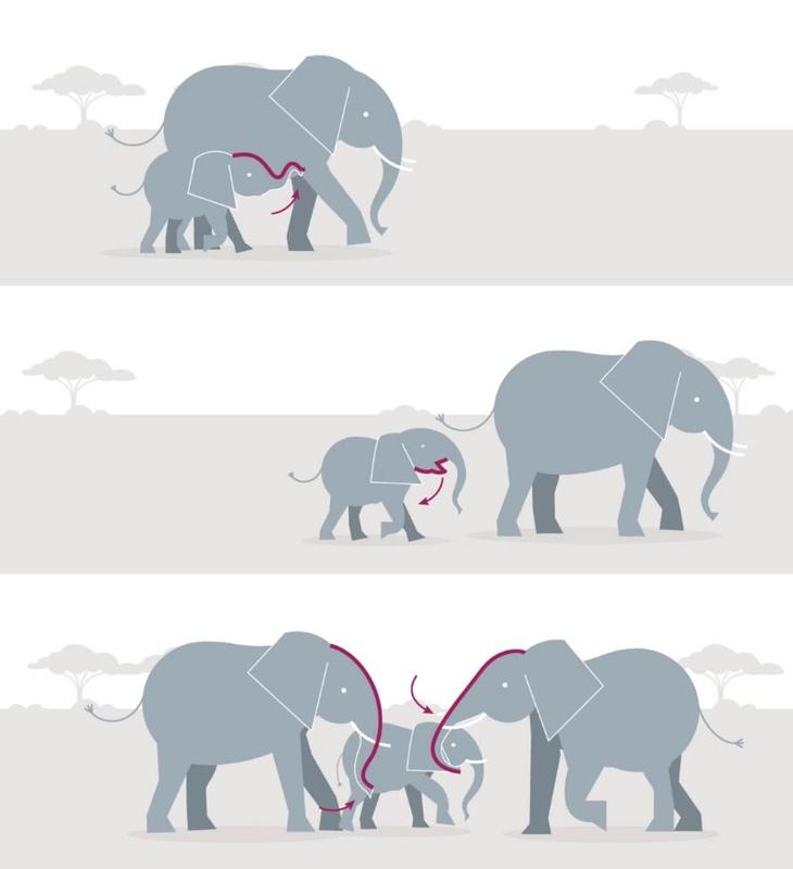 A three-panel illustration depicting an elephant calf learning to use its trunk: first holding an adult's leg, then swinging its trunk freely, and finally interacting with adult elephants' trunks.