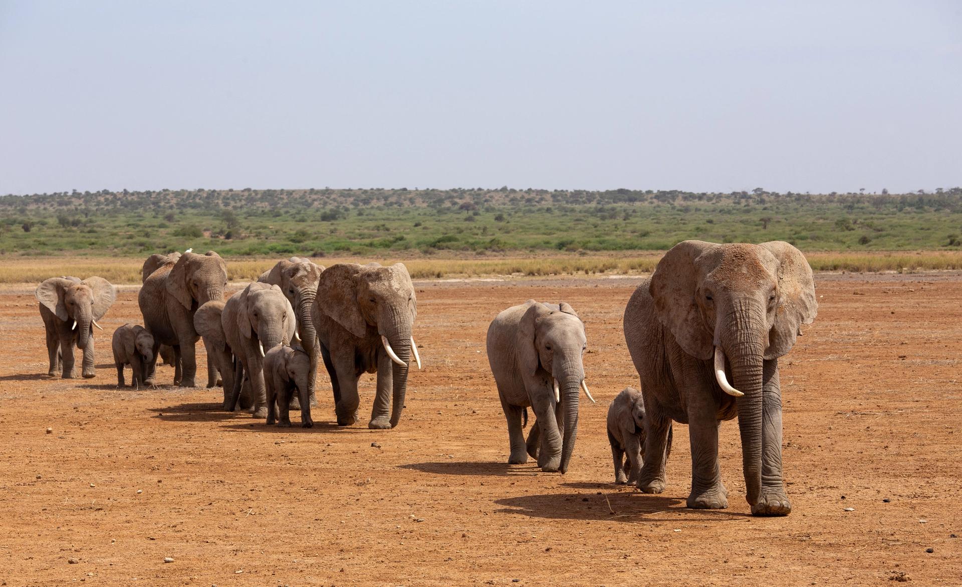 A herd of elephants, including adults and calves, walks across a dry, red plain.