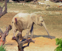 An elephant with a large wound on its hindquarters walks through a dry, grassy field.