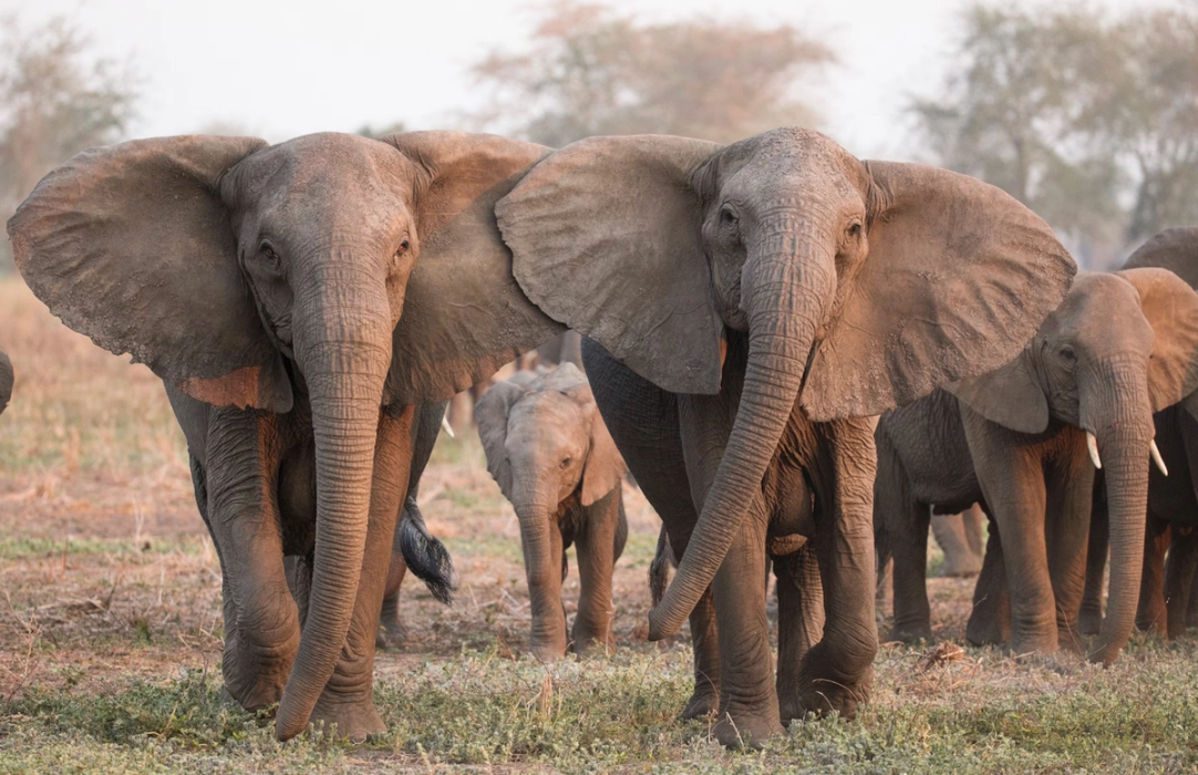 A family of elephants, including a calf, walks in a dry savanna.