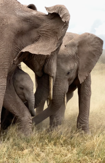 A baby elephant is protected by two adult elephants in dry, dusty grass.