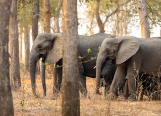 A person in a safari vehicle uses binoculars to view elephants in a savanna.