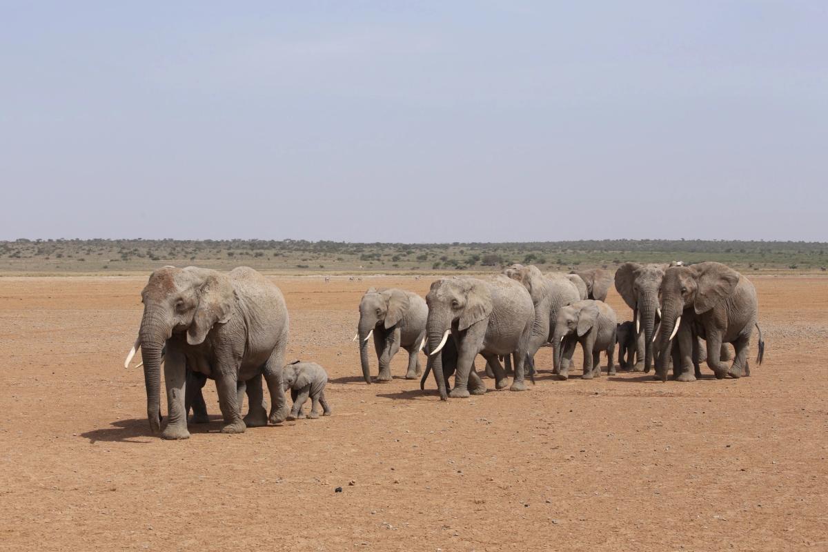 A herd of elephants, including calves, walks across a dry, dusty plain.