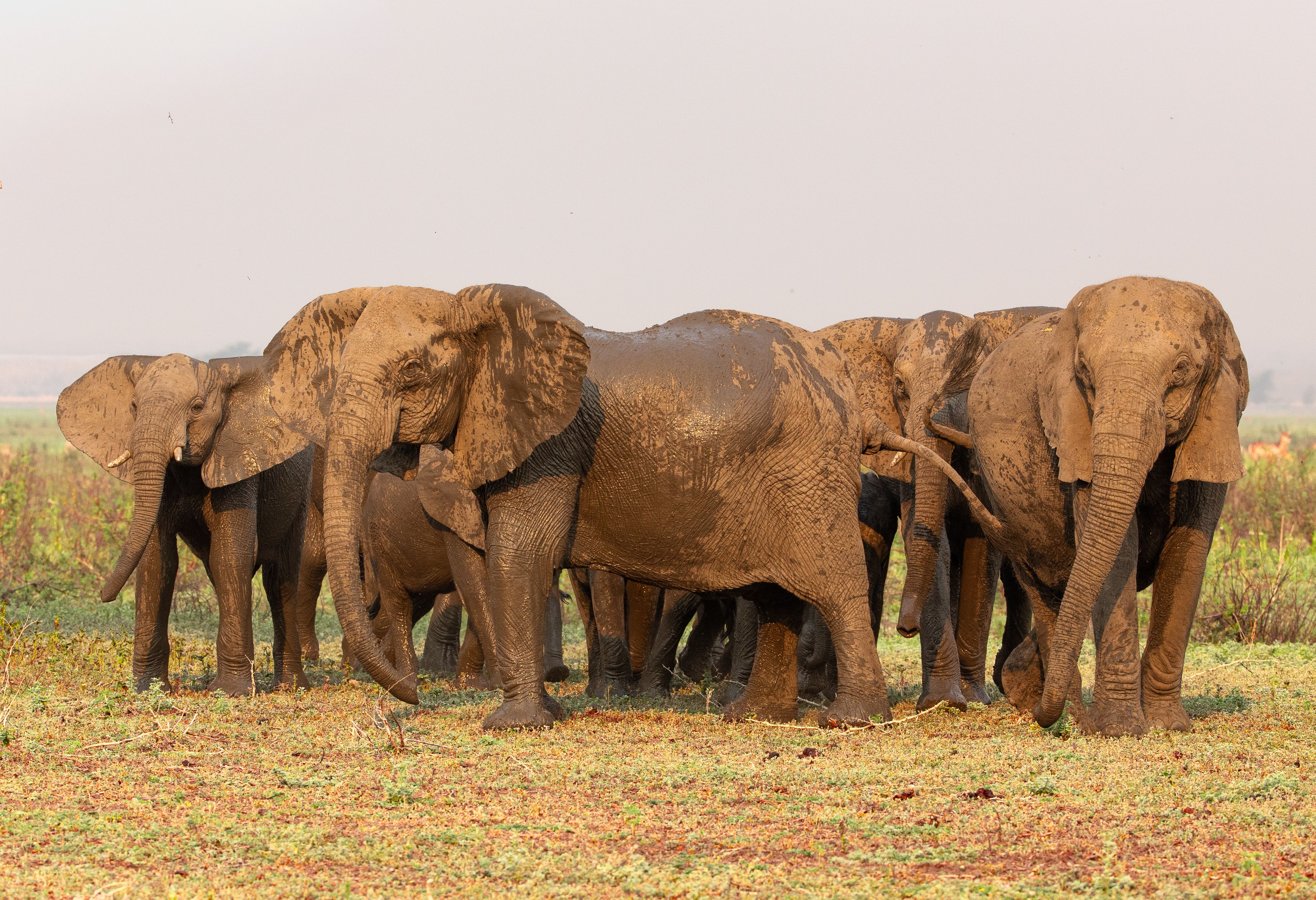A herd of muddy elephants stands in a grassy field.