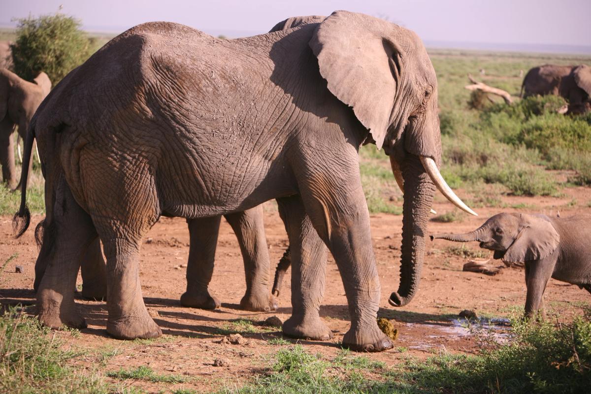 An infant elephant learns about testing urine from an older male in Amboseli