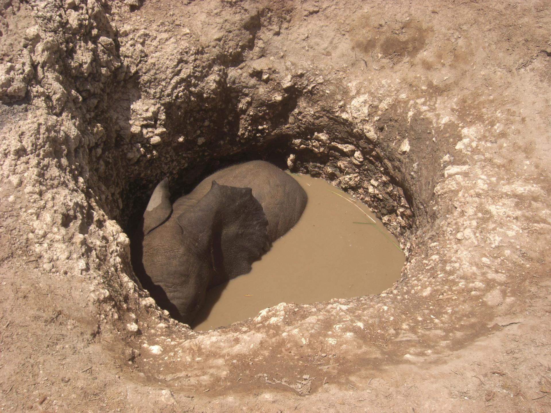 Elephant trapped in a deep muddy pit.