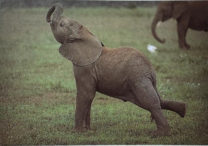Calf