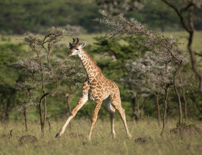 A young giraffe with splayed legs run across the savanna among sparse trees.