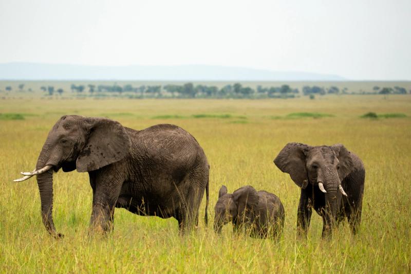 Two adult elephants and a calf standing in tall grass on a savanna.