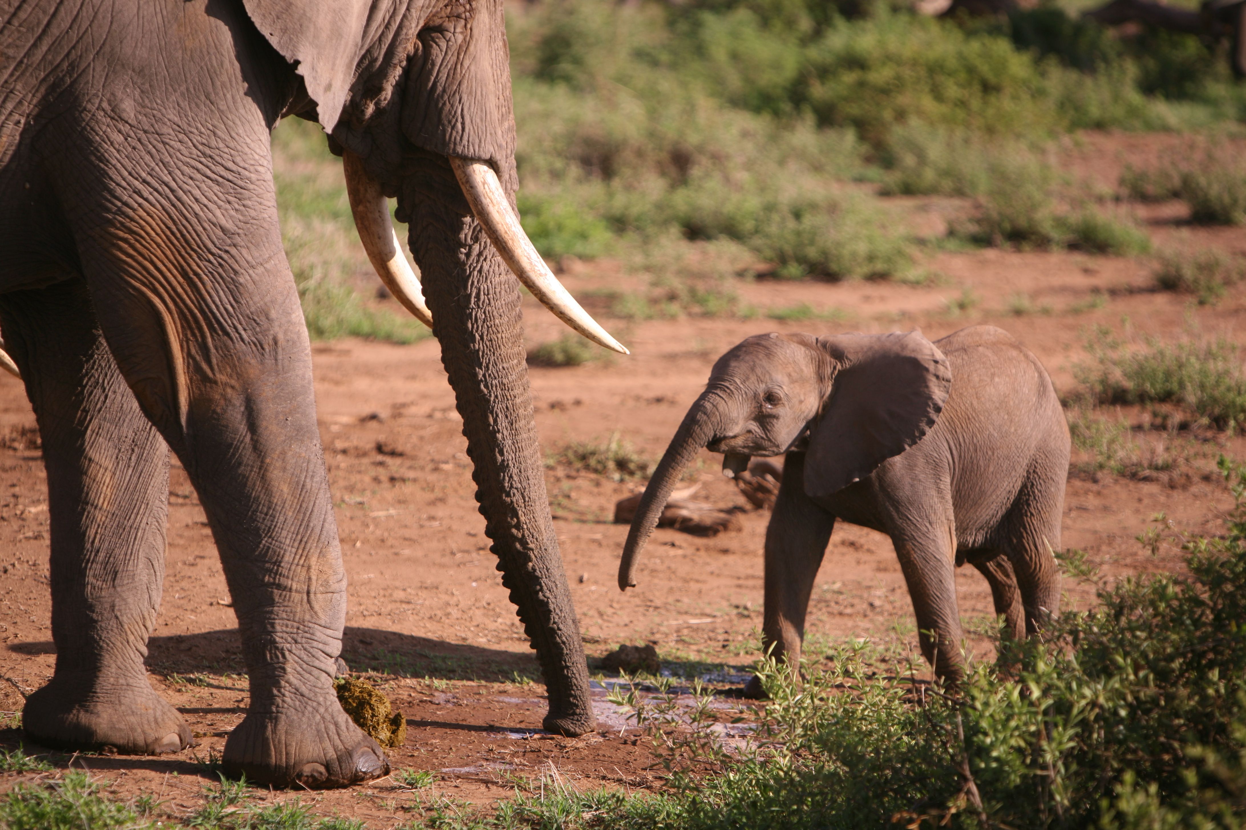 An adult elephant with tusks stands beside a small baby elephant on dry, reddish-brown ground.