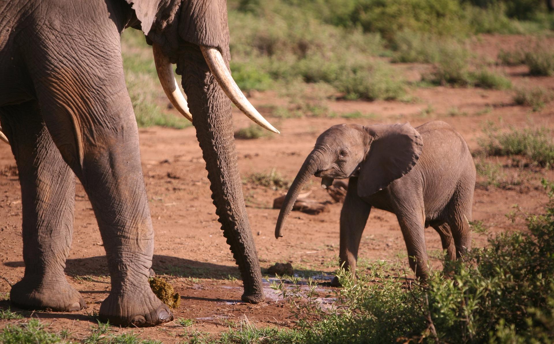An adult elephant with tusks stands beside a small baby elephant on dry, reddish-brown ground.