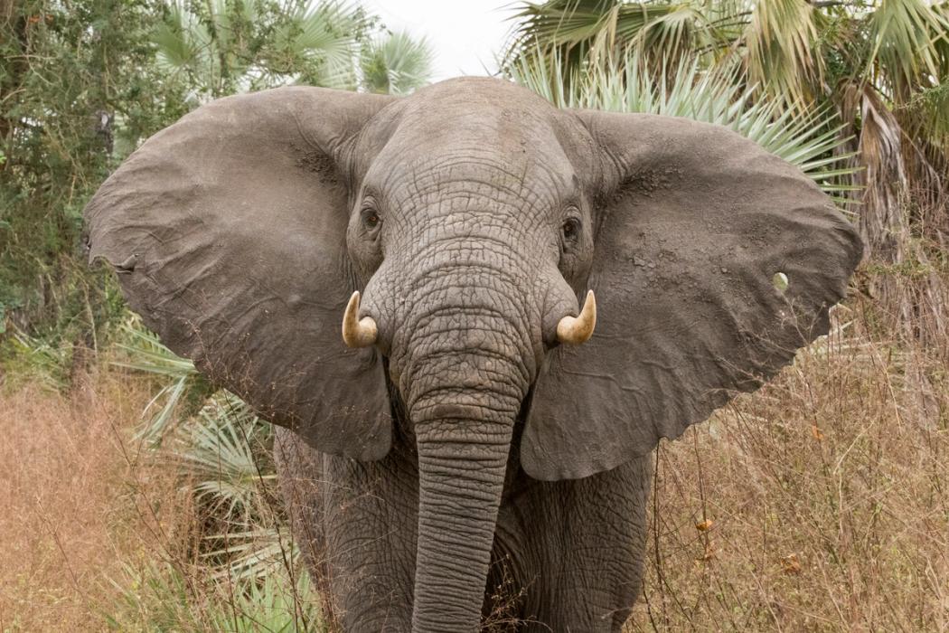 An elephant with large ears fanned out and tusks, facing forward in tall dry grass.