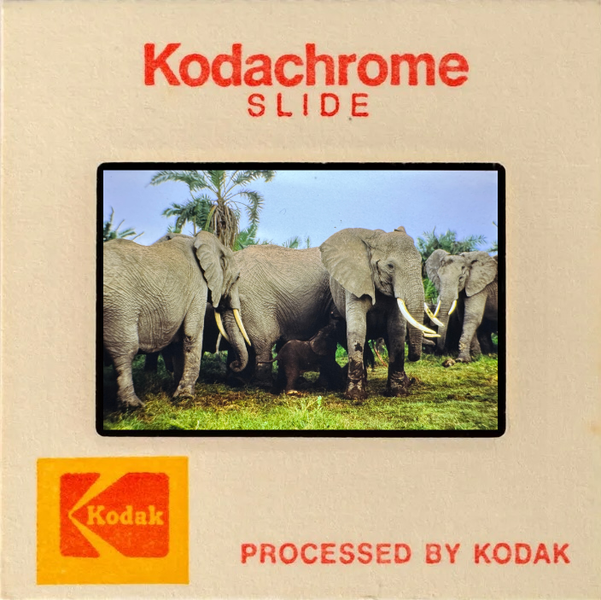 A vintage Kodachrome slide showing a family of elephants, including a calf, in a grassy landscape with palm trees.
