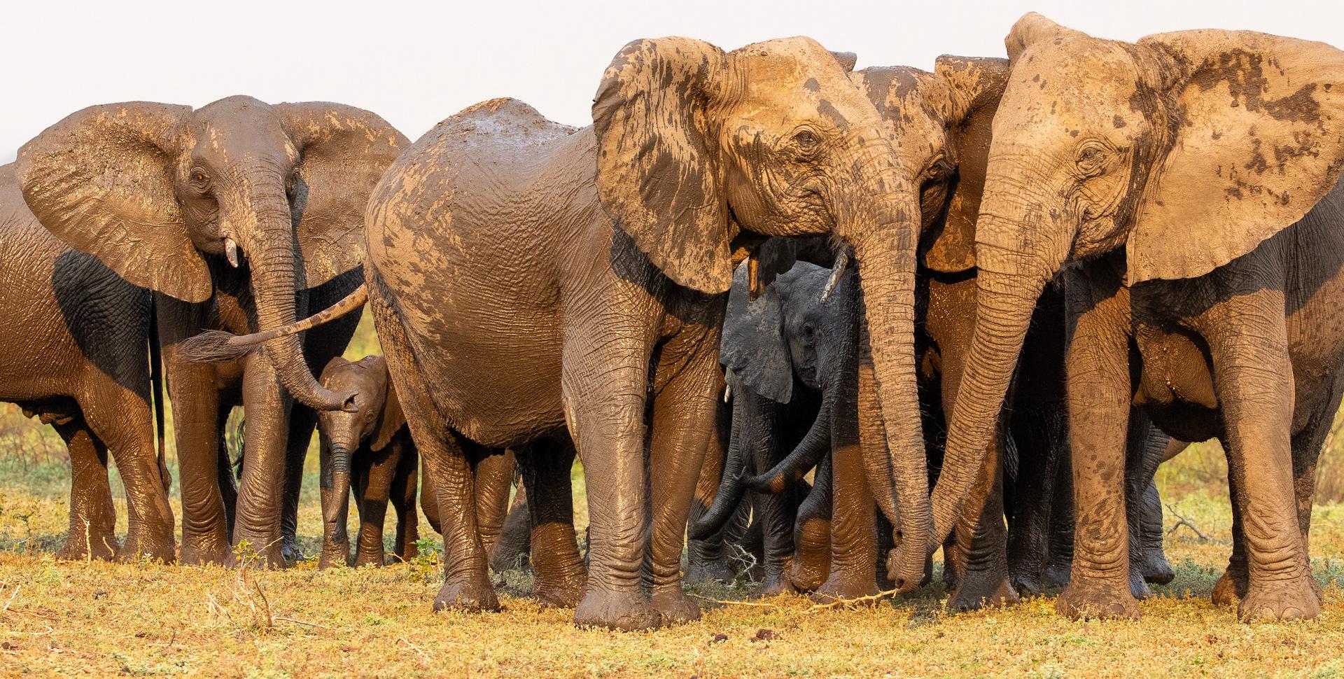 A family of mud-covered elephants, including adults and a calf, stand close together.