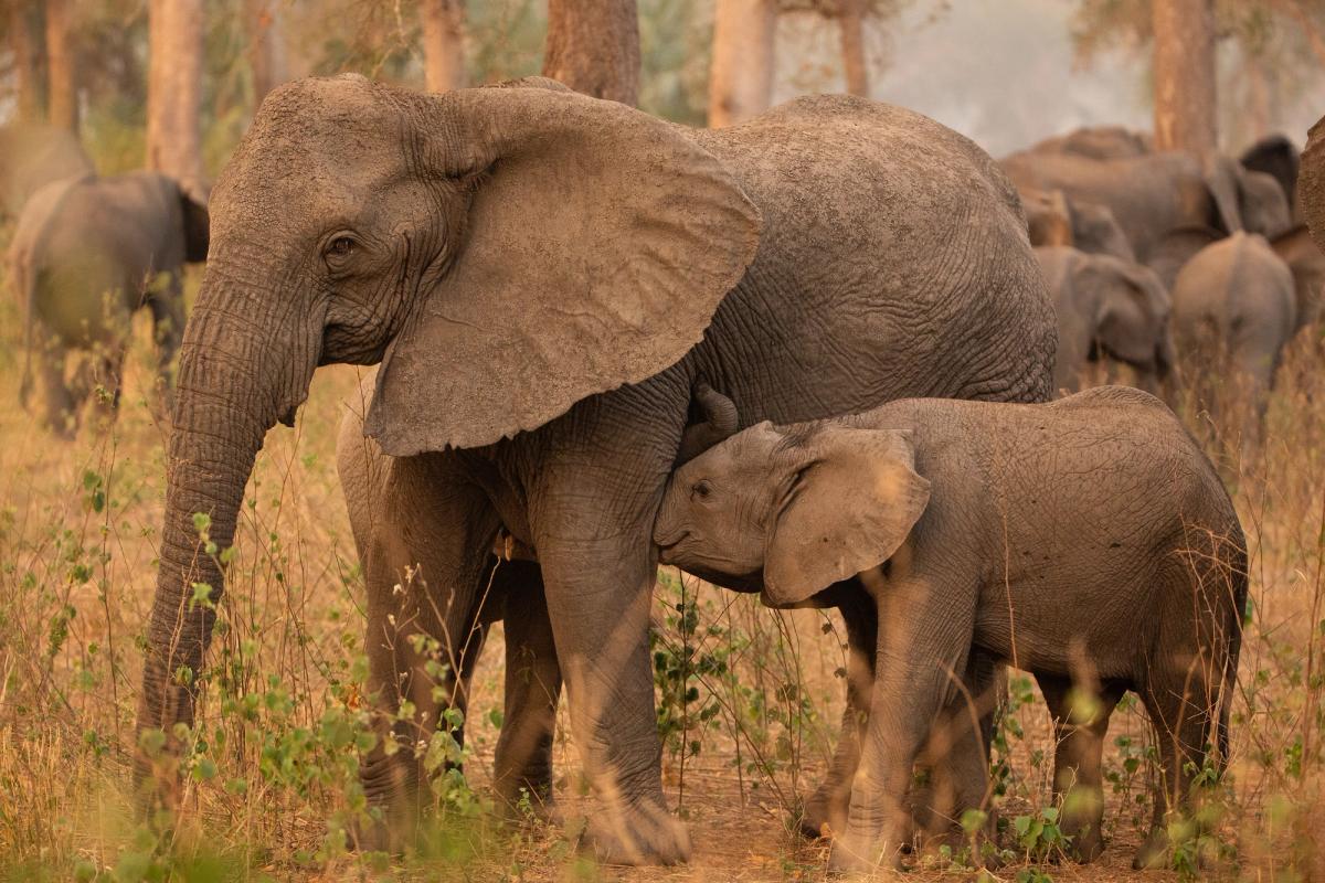 In Gorongosa an adult female suckles her two calves simultaneously