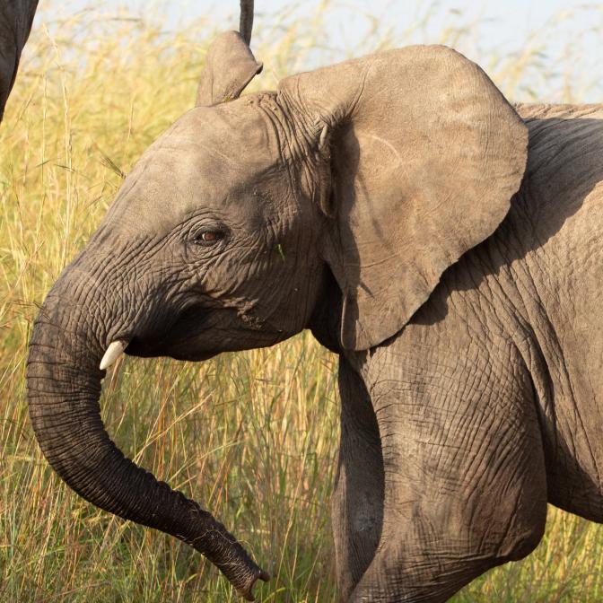 Elephant Visual Acuity & Retinal Specialization