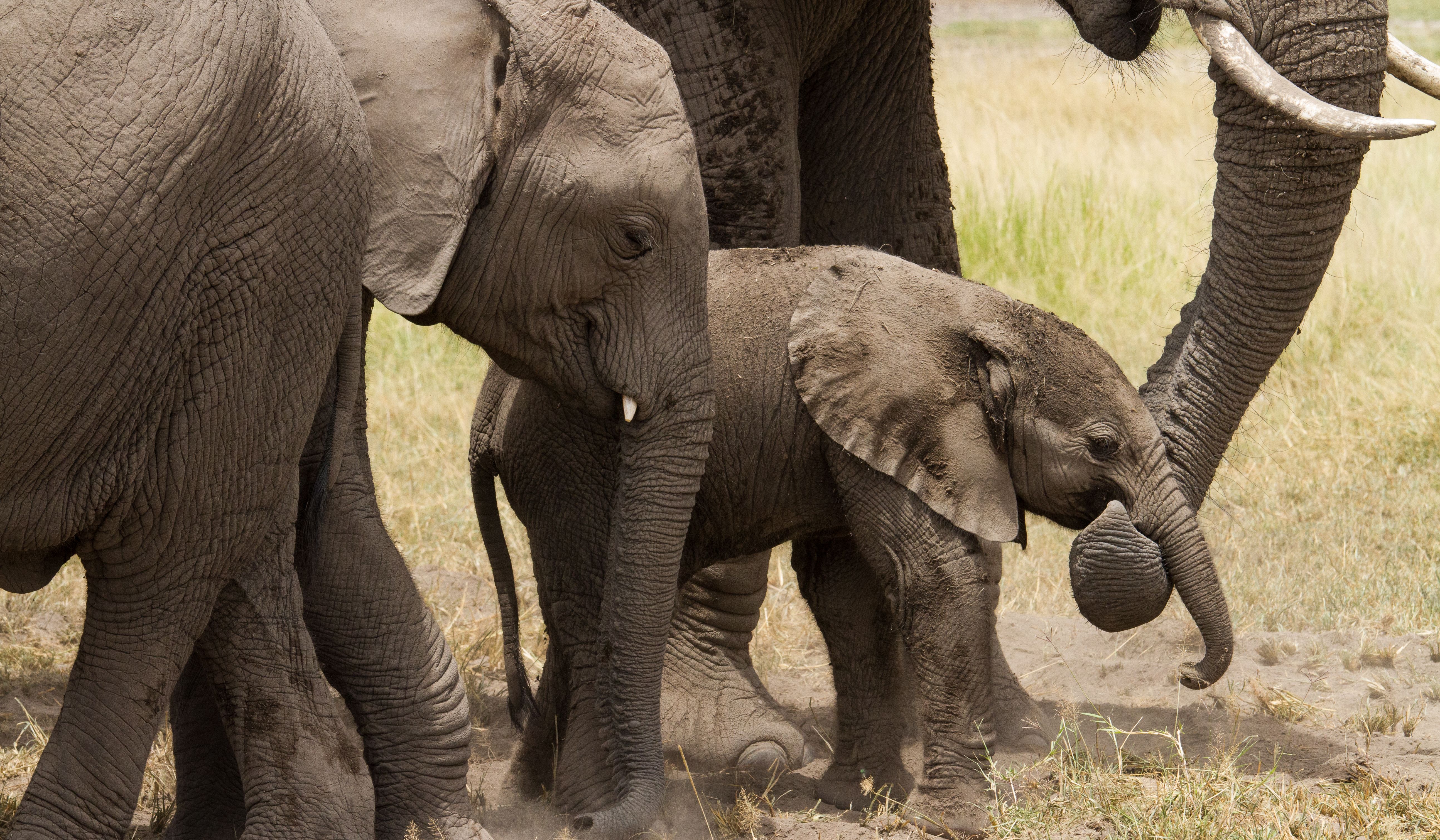 A baby elephant walks between two large adult elephants.